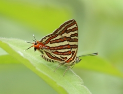 Cigaritis vulcanus