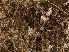 Torilis arvensis