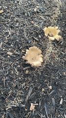 Scleroderma polyrhizum