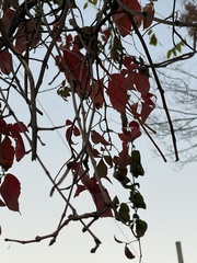 Acer ginnala