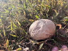 Calvatia