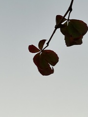 Acer ginnala