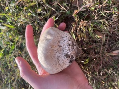 Calvatia