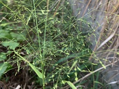 Panicum bisulcatum