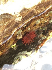 Actinia tenebrosa