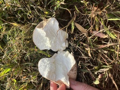 Calvatia