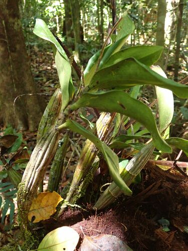 Image of Dendrobium jonesii by (c) Wairambar Rainforest, some rights reserved (CC BY)