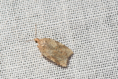 Acleris