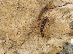 Thereuonema tuberculata