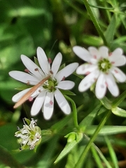 Stellaria angustifolia