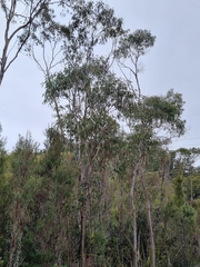 Eucalyptus nebulosa