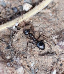 Formica neogagates