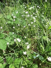 Stellaria angustifolia