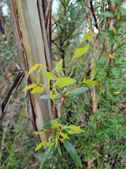 Eucalyptus nebulosa
