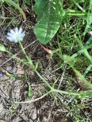 Stellaria angustifolia