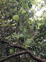 Curatella americana