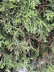 Cupressaceae
