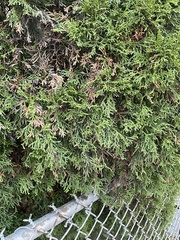 Cupressaceae