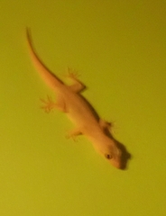 Hemidactylus flaviviridis