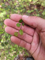 Nothofagus solandri