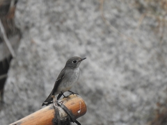 Muscicapa dauurica