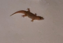 Hemidactylus flaviviridis