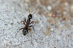Formica neogagates