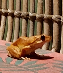 Polypedates maculatus