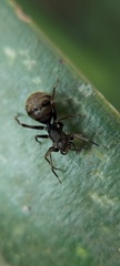 Corinnidae