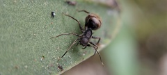 Corinnidae