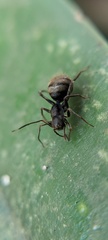 Corinnidae