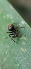 Corinnidae