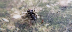 Corinnidae