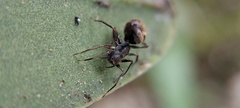 Corinnidae