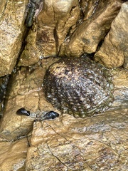 Cellana denticulata