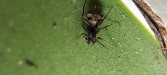 Corinnidae