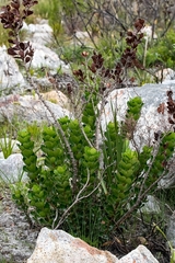 Searsia crenata