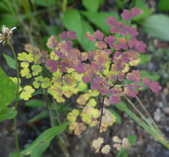 Thalictrum fendleri