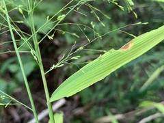 Panicum bisulcatum