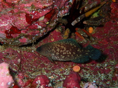 Rypticus bicolor