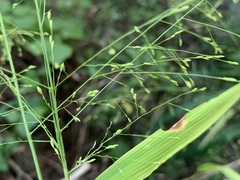 Panicum bisulcatum