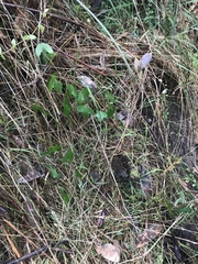 Passiflora cinnabarina