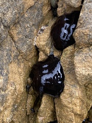 Actinia tenebrosa