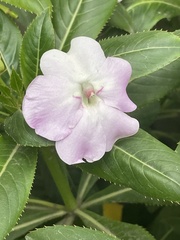 Impatiens sodenii