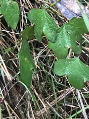 Passiflora cinnabarina