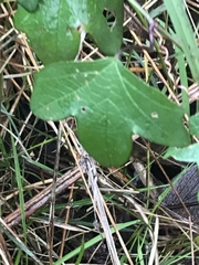 Passiflora cinnabarina