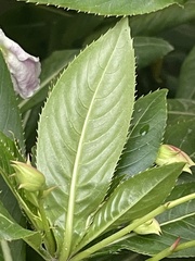 Impatiens sodenii