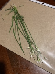 Nothoscordum bivalve