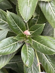 Impatiens sodenii