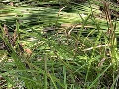 Scirpus microcarpus
